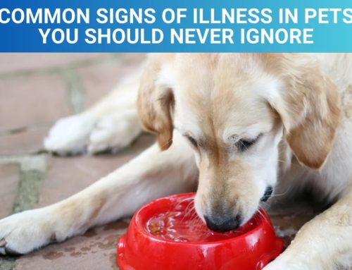 Common Signs of Illness in Pets You Should Never Ignore