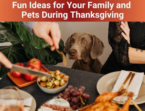 Fun Ideas for Your Family and Pets During Thanksgiving
