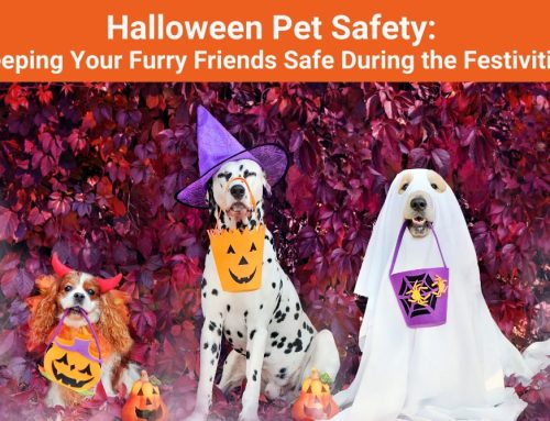 Halloween Pet Safety: Keeping Your Furry Friends Safe During the Festivities