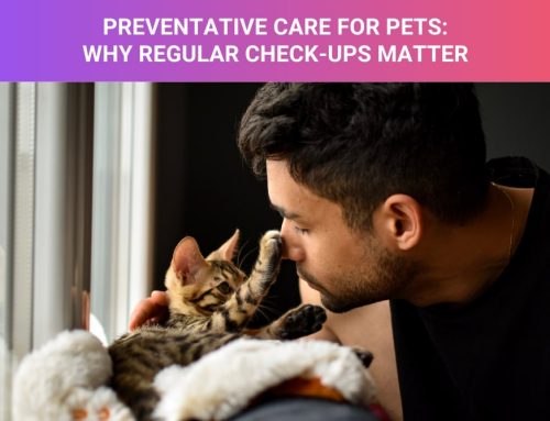 Preventative Care for Pets: Why Regular Check-Ups Matter